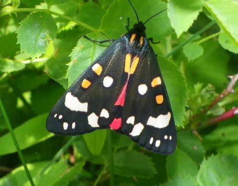 Scarlet Tiger